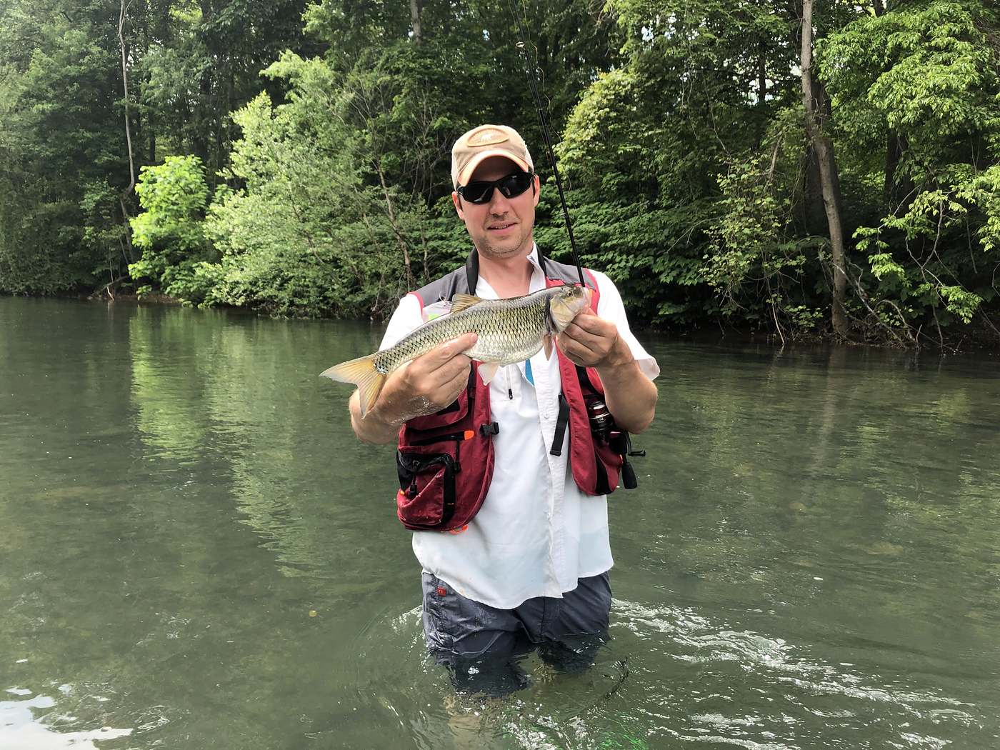 A fallfish held in both hands by an angler standing thigh-deep in a wooded river.