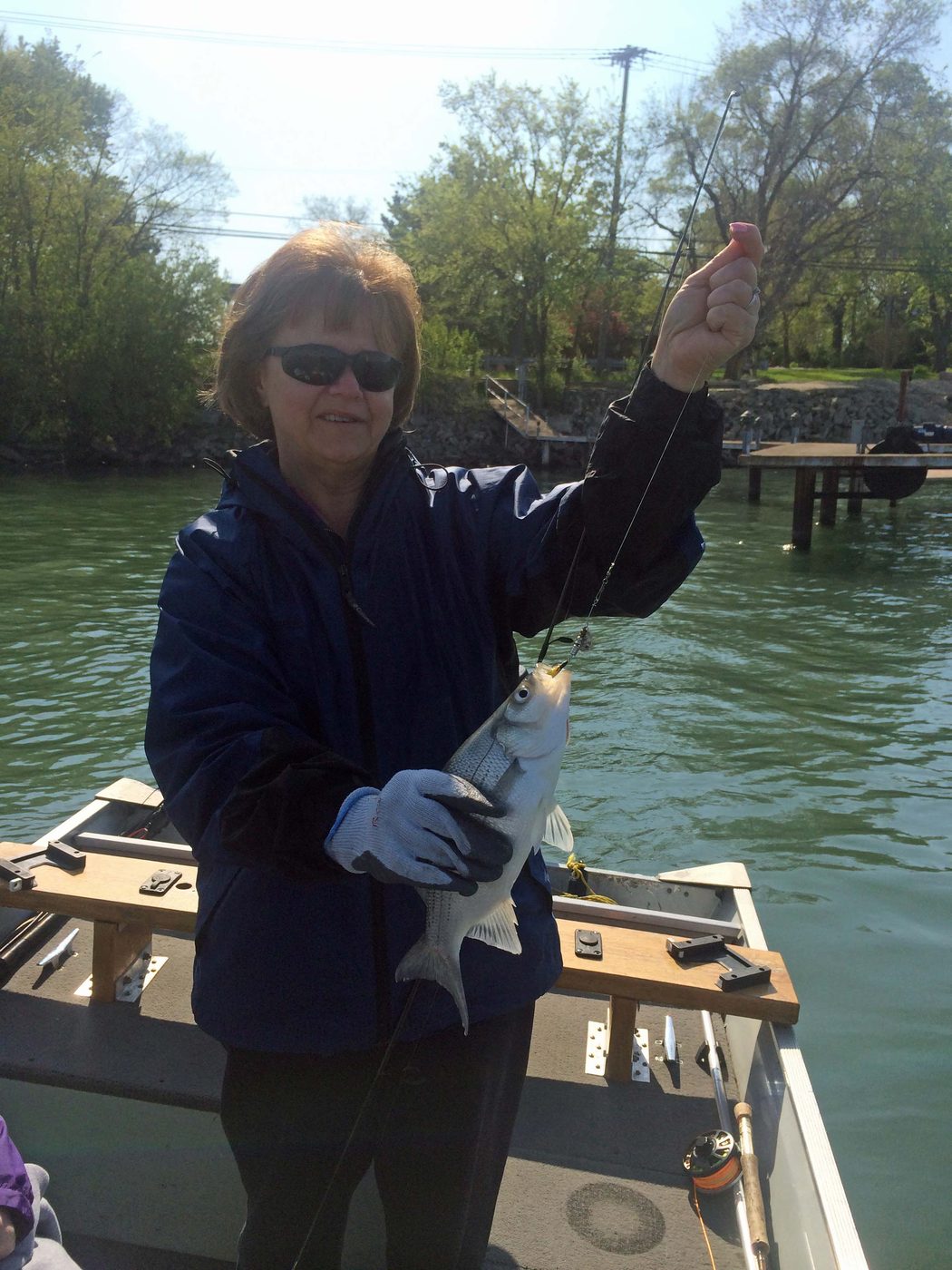Penny's white bass, a.k.a. Midwest striper, on a silver with a yellow tail