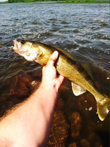 Walleye