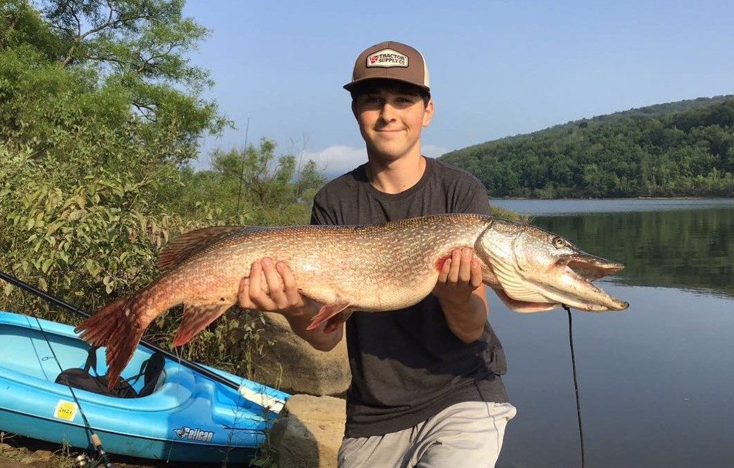A 41-inch, 15.5 pound northern pike caught at Kinzua Reservoir on a #3 silver-yellow Timberwolf spinner.