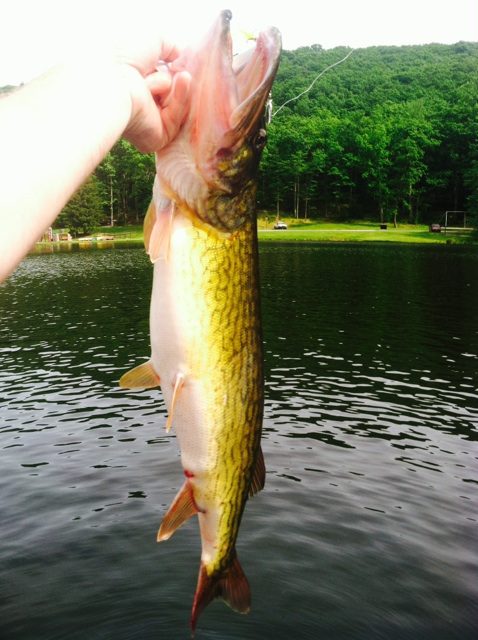 A pike or musky caught on a handmade Timberwolf in-line spinner.