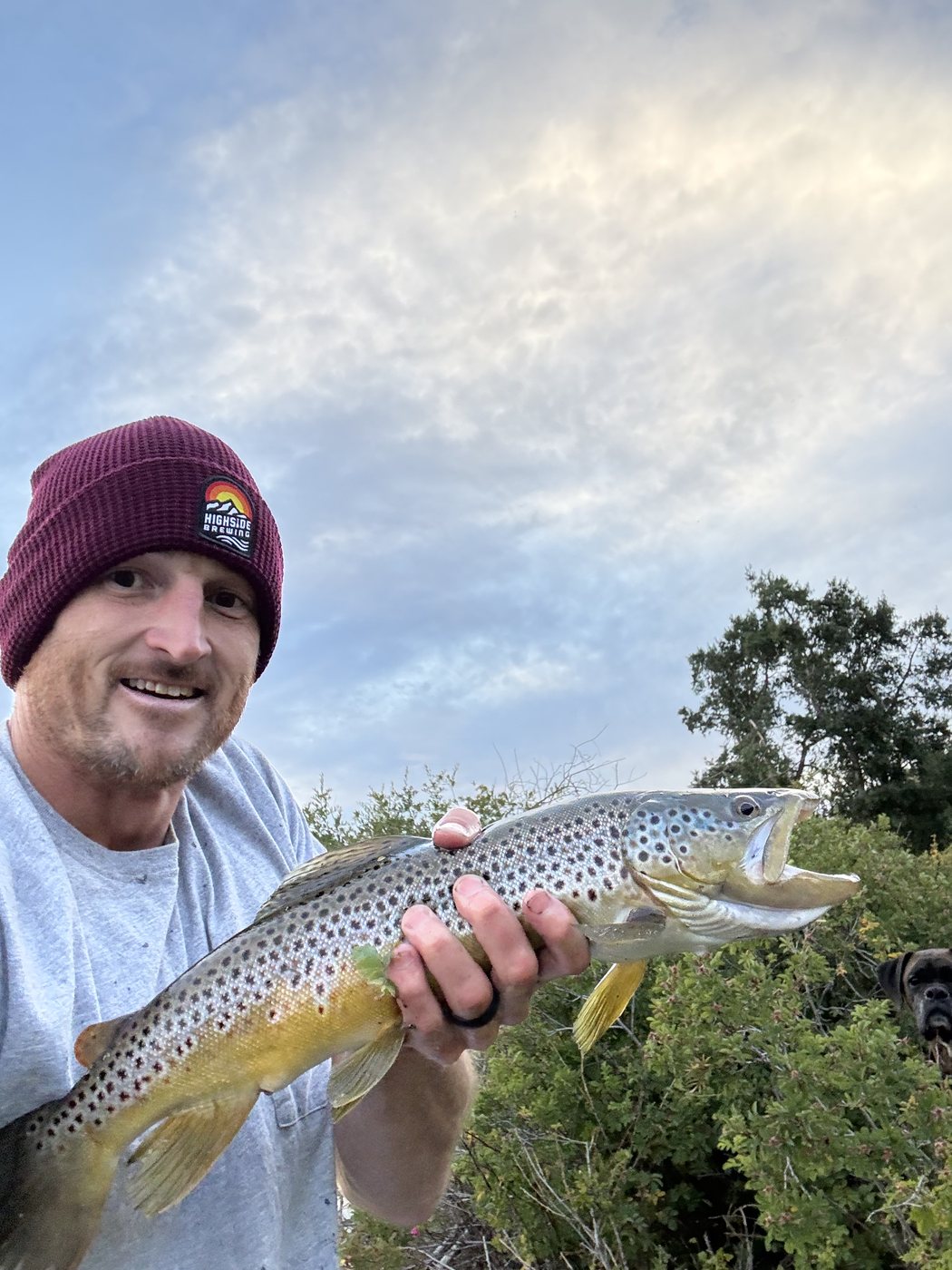 A wild brown trout, released at the bank