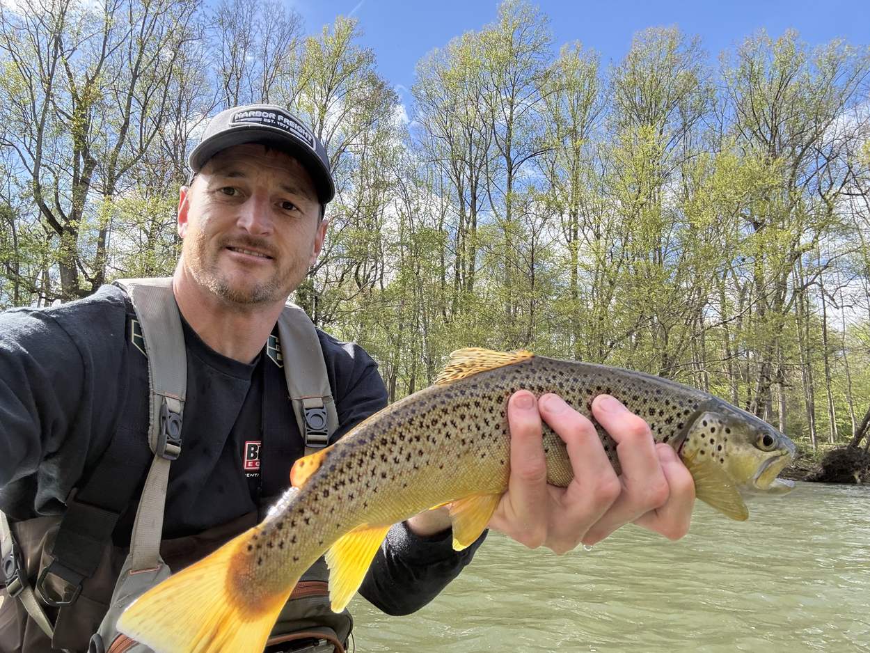 A thick spring brown trout held up in flooded timber.