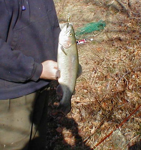 A trout caught on a handmade Timberwolf in-line spinner.