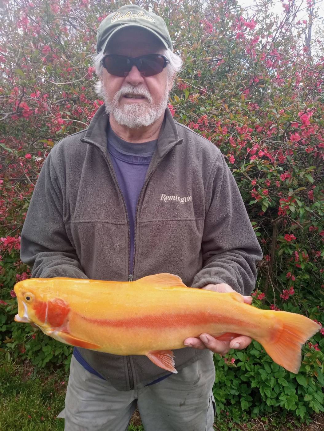 A golden rainbow trout