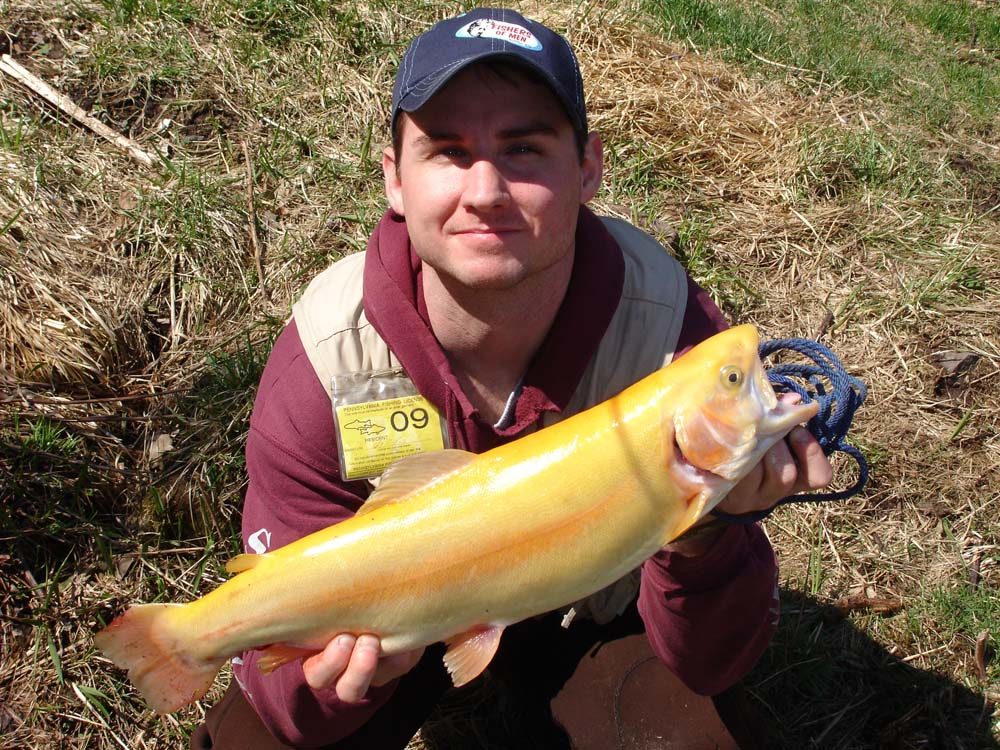 Jake's palomino