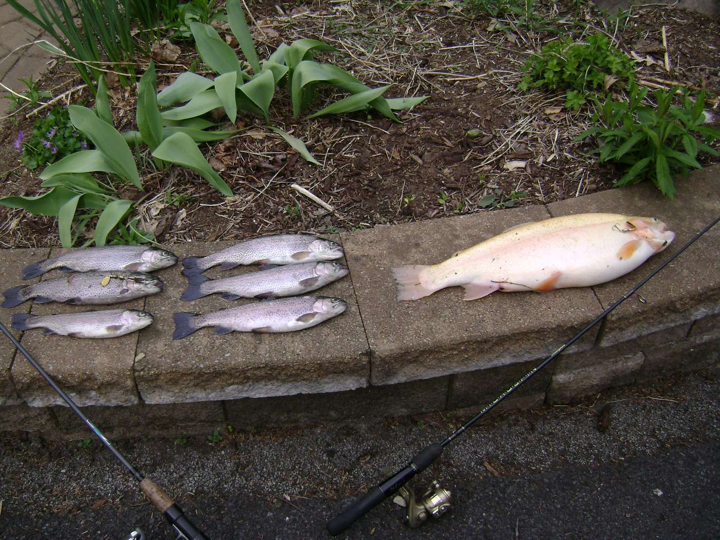 A nice first-day 2012 catch on a gold March brown #1 and a plain silver #1