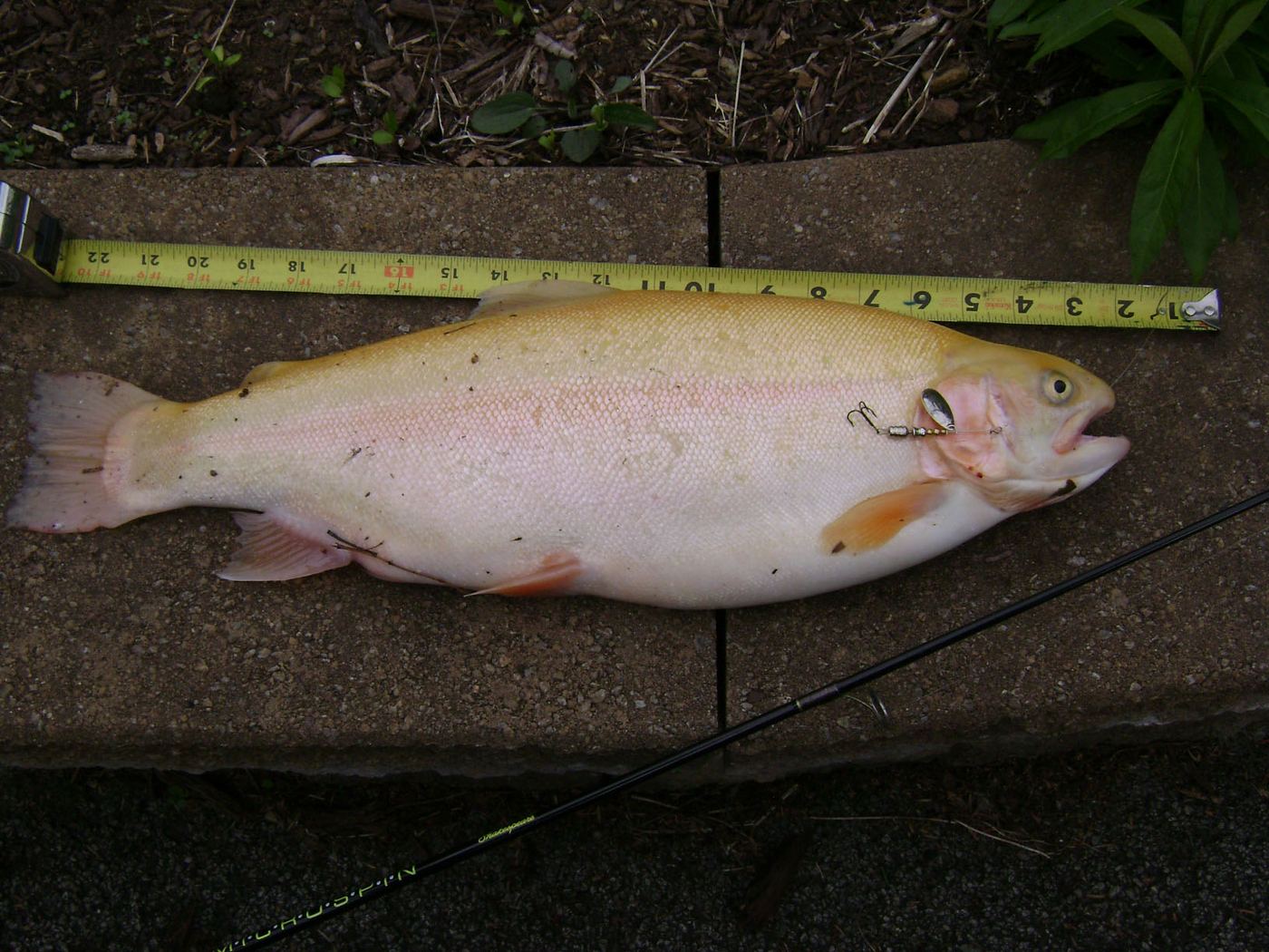 Jim's 21¾", 5 pound 4.5 ounce palomino trout, caught on a plain silver #1 Timberwolf spinner.