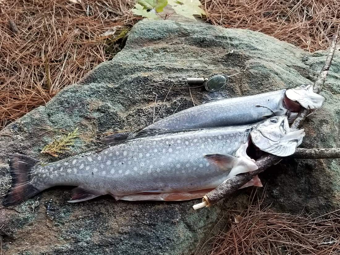 Levi's Canadian speckles on a Timberwolf