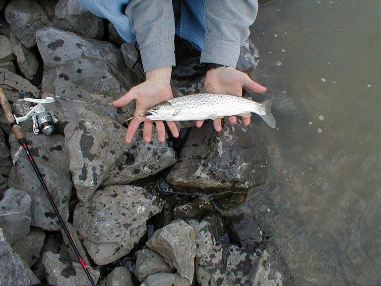 Levi's silver trout