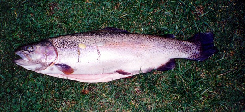 A trout caught on a handmade Timberwolf in-line spinner.