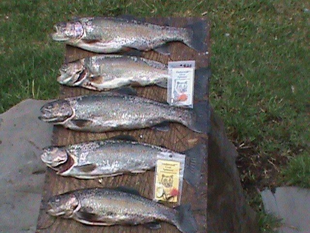 Big Poe Creek rainbows on a gold plain spinner