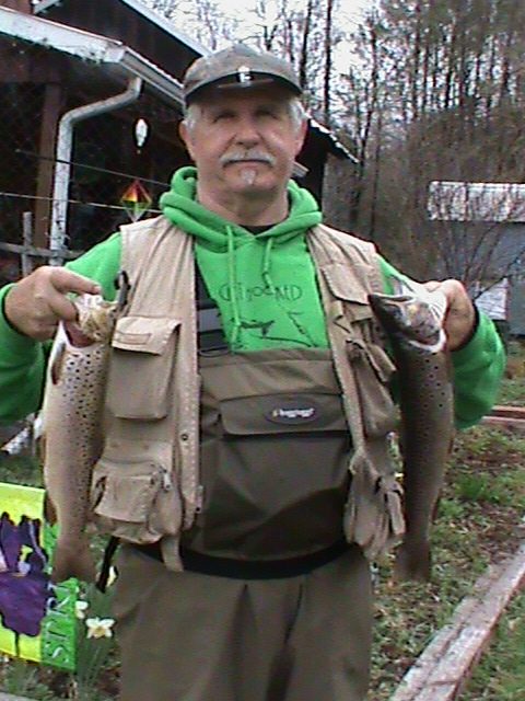Wild brown trout, Penns Creek, on a gold pheasant tail